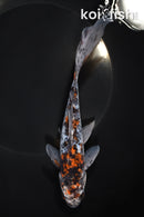 7.25" SHUBUNKIN GOLDFISH