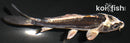 4" KIKOKURYU