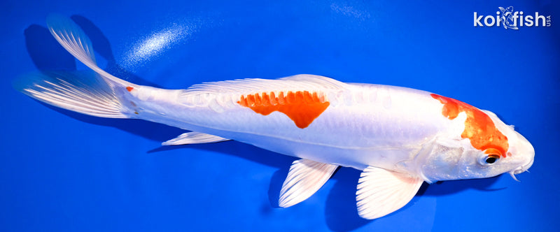 11.25" KIKUSUI