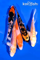 PACK OF (5) 4-5" STANDARD KOI