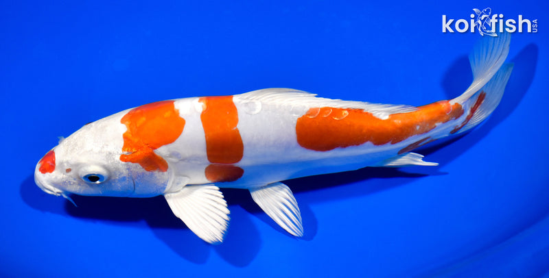 8.5" KIKUSUI