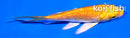 4" GINRIN YAMABUKI OGON BUTTERFLY