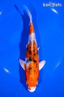 6.75" YAMATO NISHIKI