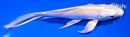 6" PLATINUM OGON BUTTERFLY