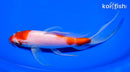 7.75" KOHAKU BUTTERFLY