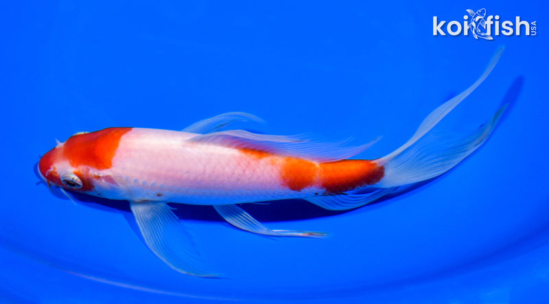 7.75" KOHAKU BUTTERFLY