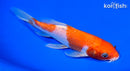 7" KOHAKU BUTTERFLY
