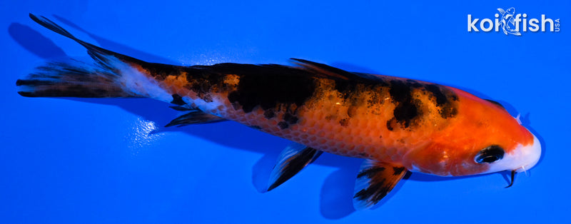 5.25" AKA SANKE