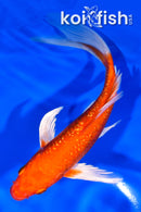 7" GINRIN ORENJI OGON BUTTERFLY