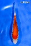 4.5" GINRIN KOHAKU