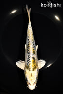 8" ARAGOKE KIN KIKOKURYU