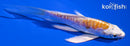 4.75" DOITSU LEMON HARIWAKE BUTTERFLY