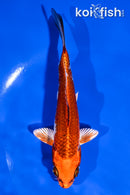 5.5" KUJAKU