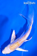 5.25" GINRIN LEMON HARIWAKE BUTTERFLY