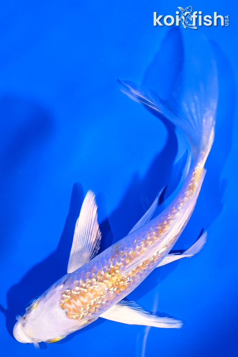 5.25" GINRIN LEMON HARIWAKE BUTTERFLY