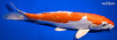 11.75" KIKUSUI
