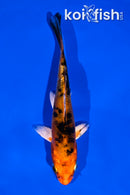 4" HEISEI NISHIKI