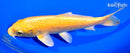 7.75" YAMABUKI OGON