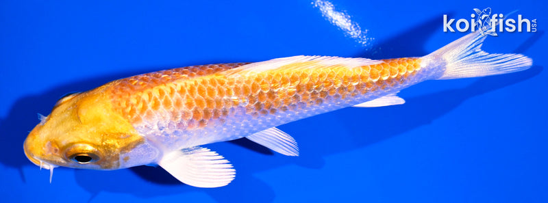 4.5" GINRIN HARIWAKE