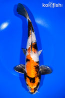 11" KIN SHOWA