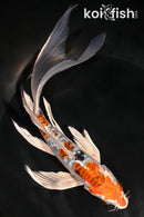 7.5" HEISEI NISHIKI BUTTERFLY
