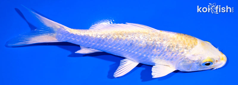 5.25" GINRIN LEMON HARIWAKE