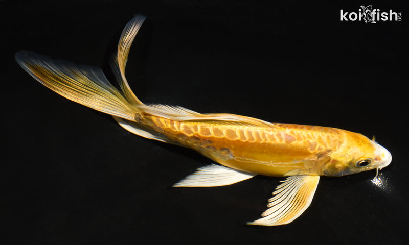 7" ARAGOKE YAMABUKI OGON BUTTERFLY