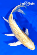 9" GINRIN YAMABUKI OGON BUTTERFLY