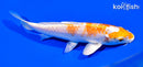 6" HARIWAKE