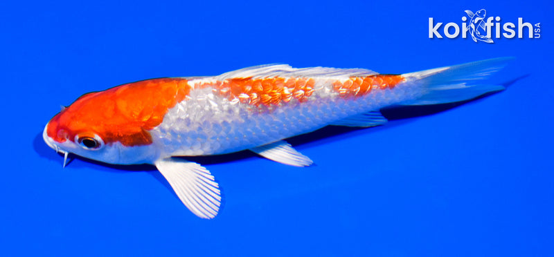 5" GINRIN HARIWAKE