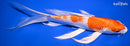 9.5" HARIWAKE BUTTERFLY