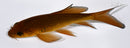 5.25" CHAGOI BUTTERFLY