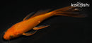 5" CHAGOI BUTTERFLY