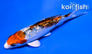 4" GINRIN YAMATO NISHIKI