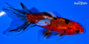 4.5" CALICO WATONAI GOLDFISH