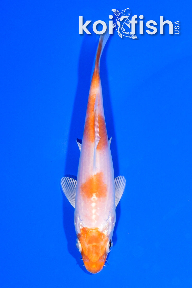 5.25" HARIWAKE