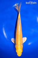 8.5" YAMABUKI OGON