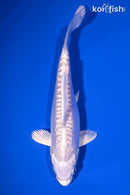 6.5" DOITSU PLATINUM OGON
