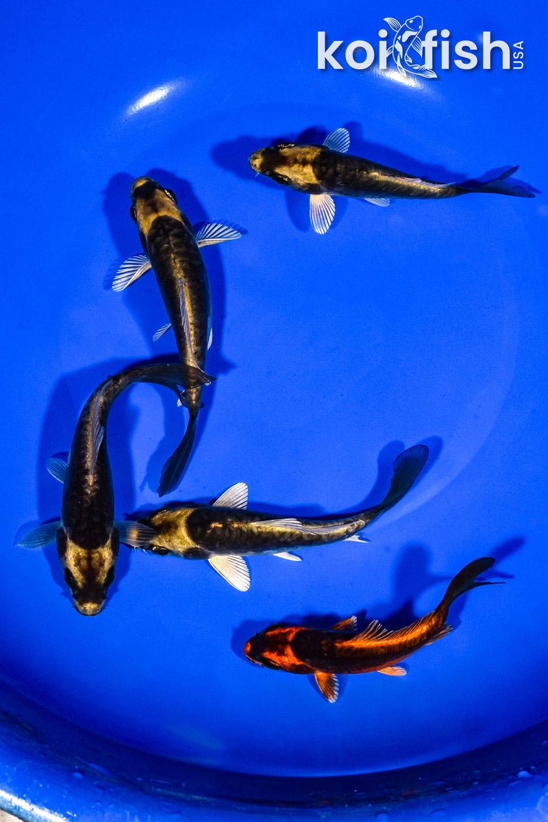 PACK OF (5) 3-4" KABUTO KOI