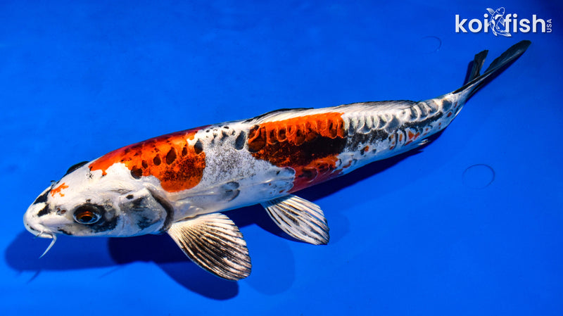 11.5" BENI KIKOKURYU