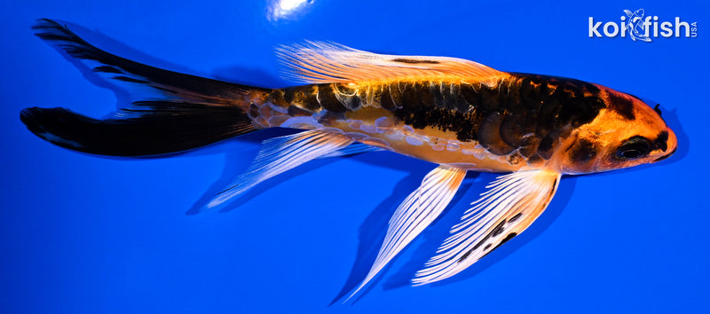 5.75" ARAGOKE BENI KIKOKURYU BUTTERFLY