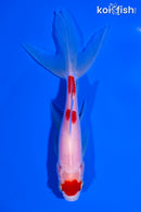 5.25" MARUTEN WATONAI GOLDFISH