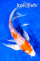 7.5" HARIWAKE BUTTERFLY