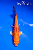 4.5" ARAGOKE ORENJI OGON