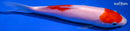 6.75" KOHAKU