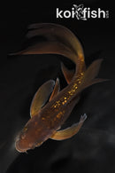 6.75" GINRIN CHAGOI BUTTERFLY