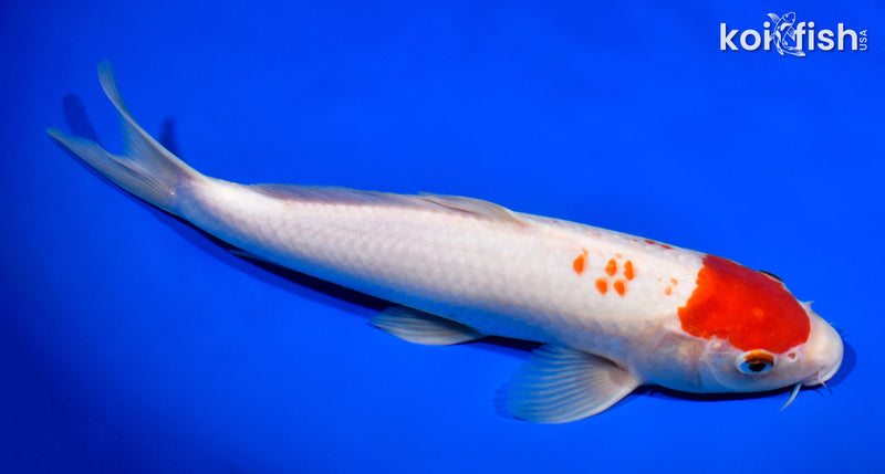 11" MARUTEN KOHAKU