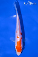 6.25" DOITSU KOHAKU