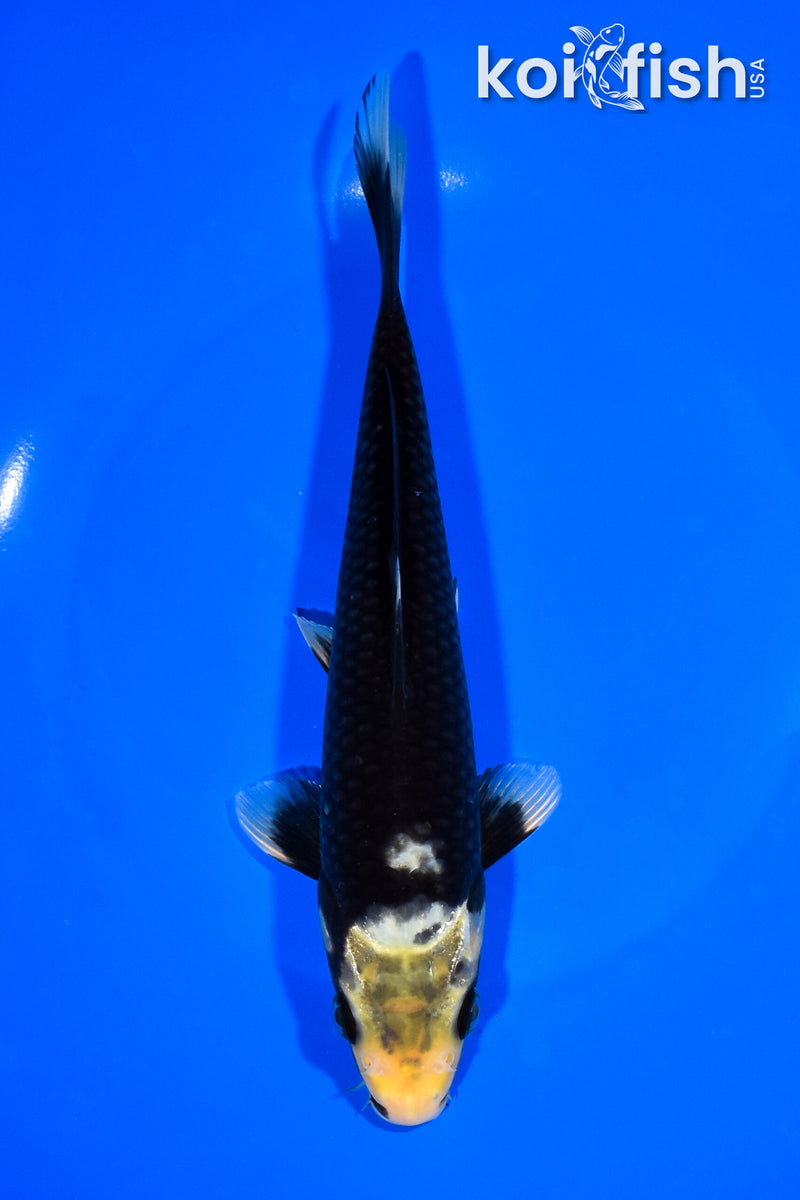 8" MATSUKAWABAKE