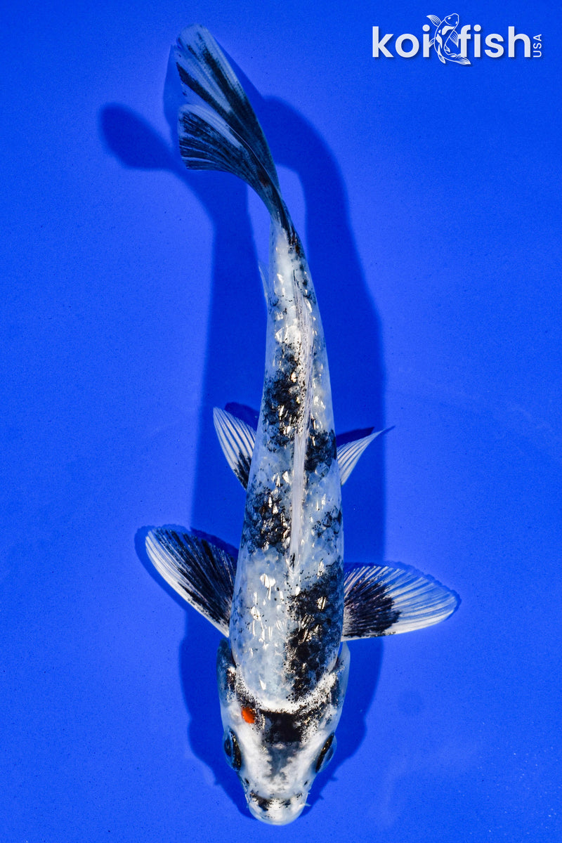 6" GINRIN GIN SHIRO UTSURI